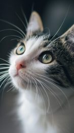 Pocket-Sized Purrfection: Cute Cat Wallpapers for Smartphones