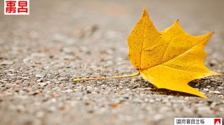 Autumn Leaves in Sunlight Desktop Background