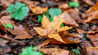 Autumnal Beauty: Colorful Leaves Wallpaper