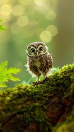4K Cute Owl Mobile Background for Android