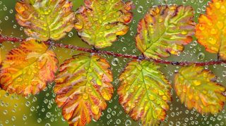 Rainy Day Stroll: Umbrellas in the Autumn Park