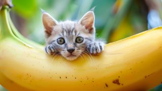 Banana Cat 4K Desktop Background Image