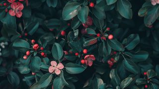 Free Dark Vintage Aesthetic AI Wallpaper