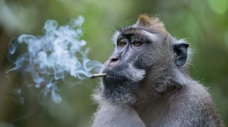 AI-Generated Monkey Smoking a Joint 4K Picture