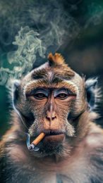 Smoking Monkey iPhone Background