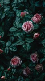 Vintage Dark Floral Elegance Mobile Wallpaper