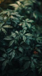 Rich Dark Green Vintage Mobile Wallpaper