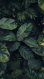 Classic Dark Green Aesthetic Mobile Image