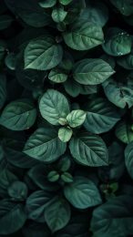 Vintage Dark Green Elegance Mobile Wallpaper