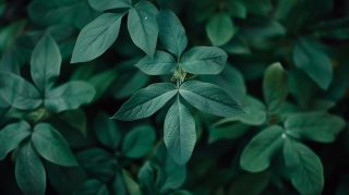 Rich Dark Green Vintage Aesthetic Wallpaper