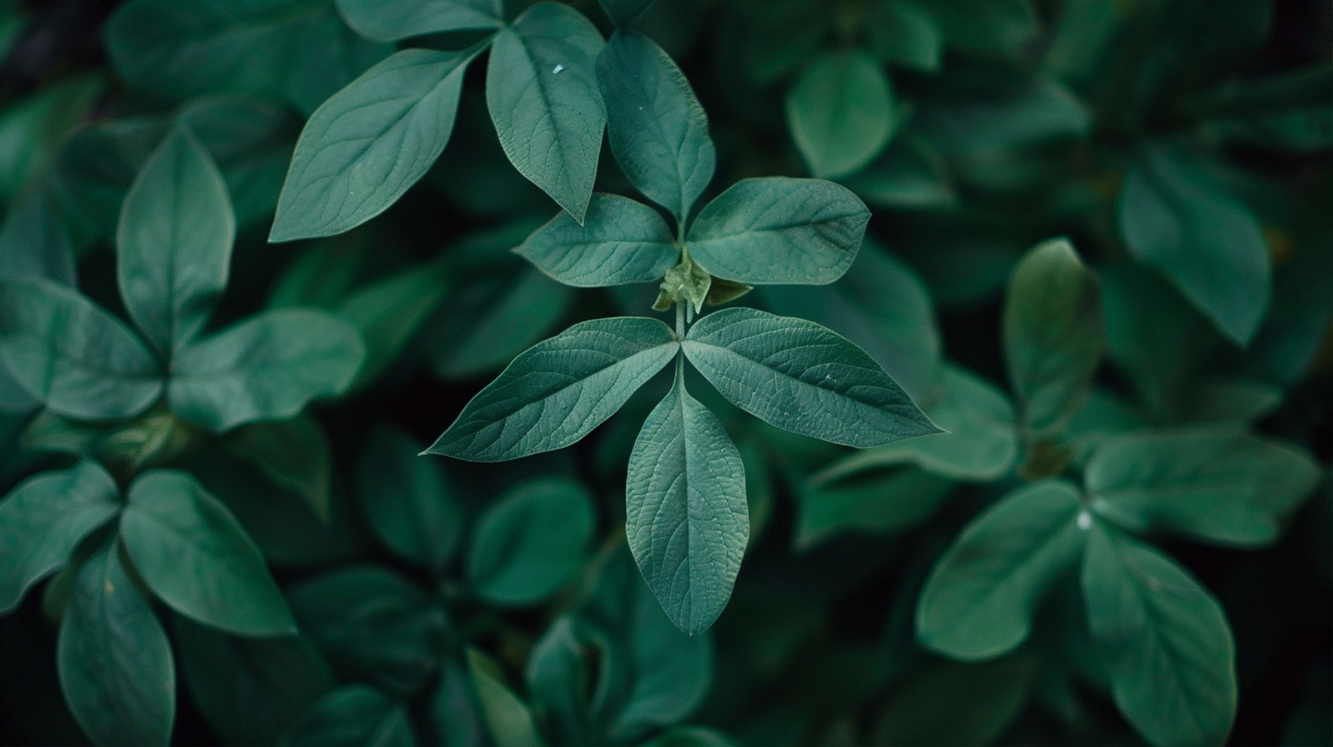 Rich Dark Green Vintage Aesthetic Wallpaper