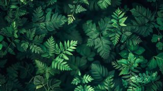 Luxurious Dark Green Vintage Desktop Background