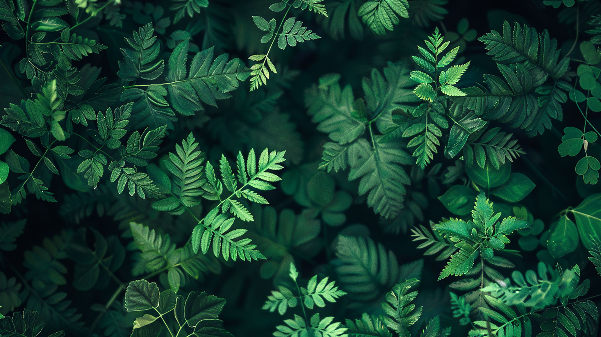 Luxurious Dark Green Vintage Desktop Background