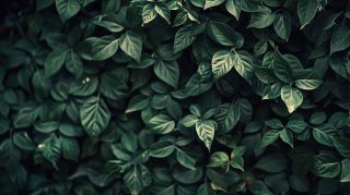 Dark Green Vintage Elegance Wallpaper