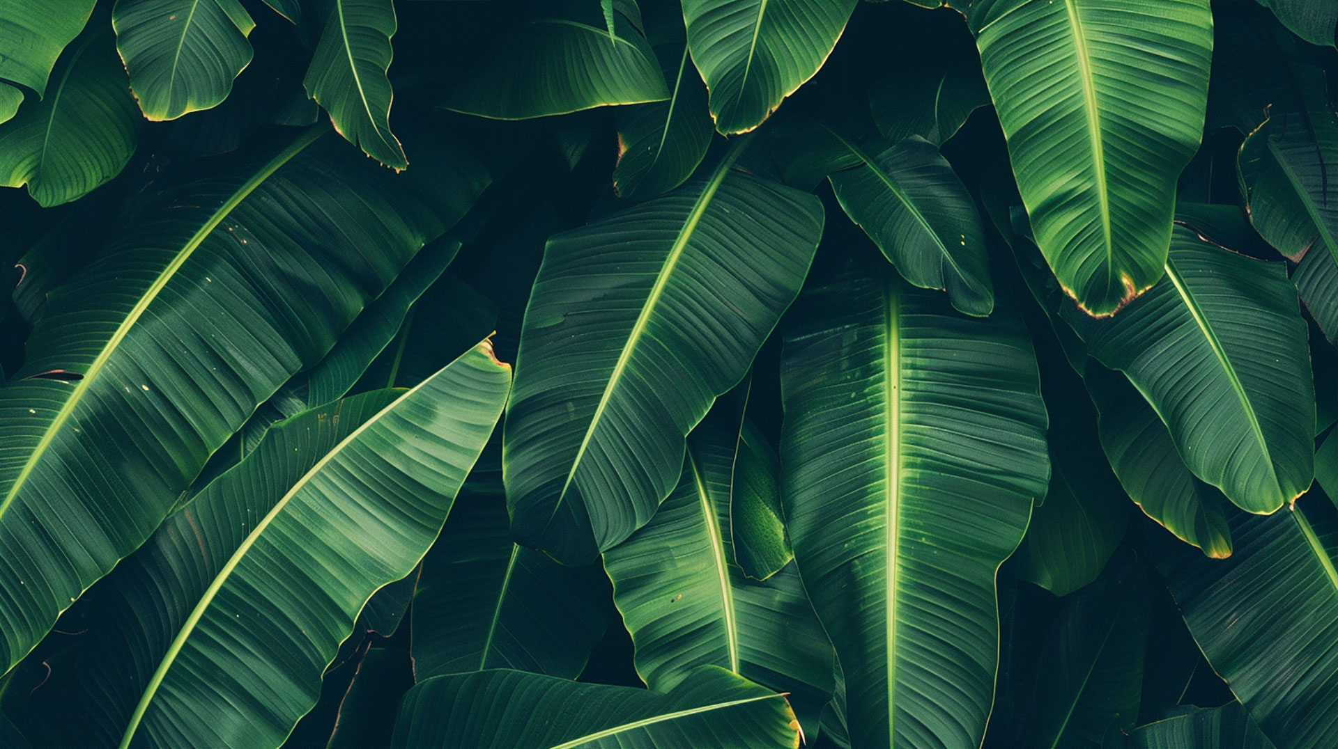 Romantic Dark Green Vintage Aesthetic Wallpaper