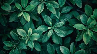 Dark Green Timeless Vintage Desktop Background