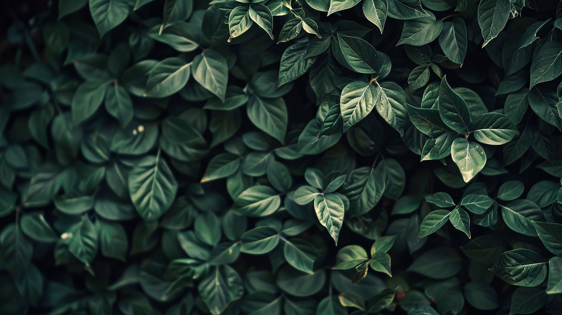 Dark Green Vintage Elegance Wallpaper