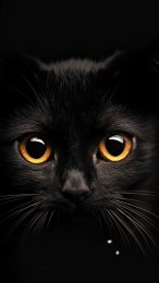 Cute Anime Black Cat Wallpapers Perfect for Your Phone