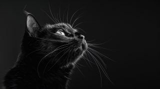 Beautiful Black Cat Photos: Free HD Wallpapers