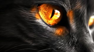 Free Ultra HD Wallpaper of Black and Orange Cat