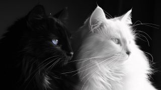 Get Beautiful Black and White Cat HD Wallpapers