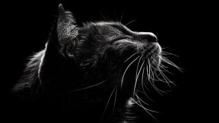 Download Free 4K Black and White Cat Wallpaper