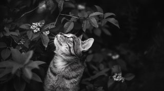 Chic Black and White Cat Images for Your Desktop