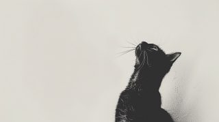 Elegant Black and White Cat Wallpaper for Desktop