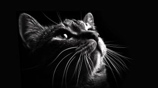 Digital Backgrounds: Black and White Cat Photos