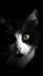 Free Digital Backgrounds of Black-and-White Cats for Android