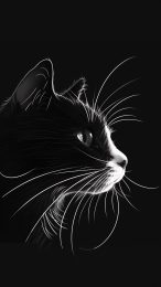 High-Definition Black and White Cat Photos for iPhone