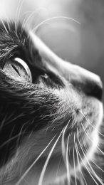 Download Artistic Black and White Cat Wallpapers Today