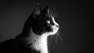 16:9 Black and White Cat Wallpapers for Your PC