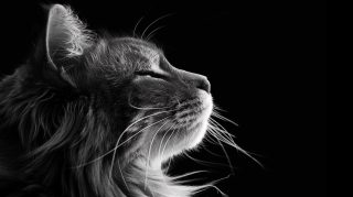 Desktop Background Ideas: Black and White Cat Art