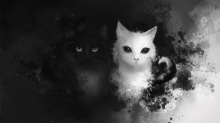 Download Free Pictures of Black and White Cats