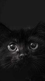 Customize Your Phone with Black Cat Digital Wallpapers