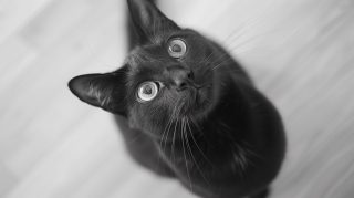 AI Wallpaper: Chic Black Cat Aesthetic Photos