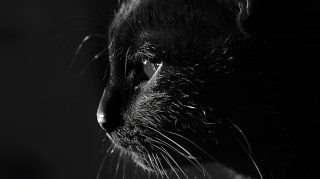 Digital Background: Black Cat Aesthetic Stock Photos