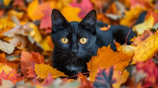 Striking Black Cat Halloween Stock Photos for Wallpapers