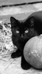 HD Black Cat Halloween Photos for Android and iPhone