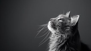 8K Black and White Cat Wallpapers for PCs