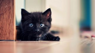 Download High-Quality Cute Black Cat HD Images