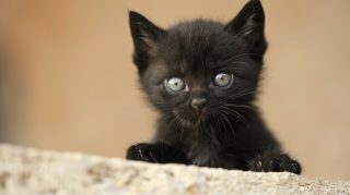 Explore Free Cute Black Cat PC Wallpapers Collection