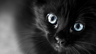 Cute Black Cat Wallpaper for 1920x1080 Displays