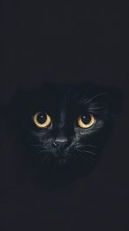 Cute Black Cat HD Mobile Wallpaper for iPhone