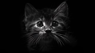 Cute Cat Wallpaper in Black and White for Desktop