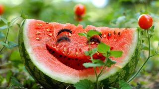 High Definition Funny Watermelon Stock Photos for Downloads