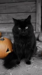 Get HD Halloween Black Cat Photo for Your Phone