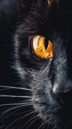 Vibrant Halloween Black Cat Wallpaper for Your Smartphone